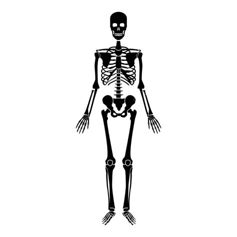 Human Skeleton Icon Black Color Human Xray Skeletal Vector Human Xray