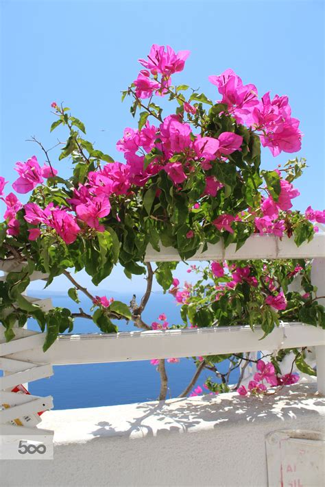 Buganvilla Flowers Oia Santorini Greece Grecia Grecia Y Paisajes
