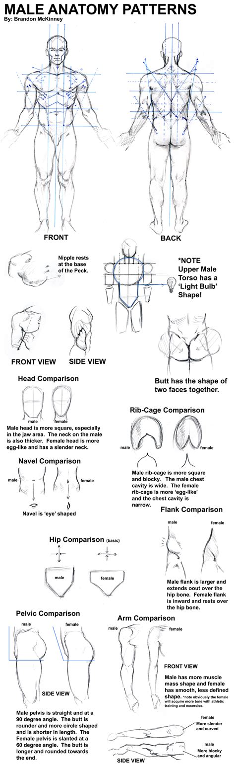 Anatomytools.com provides highly detailed male and female anatomical reference models, artist busts, instructional dvds, armatures and workshops used by fx artists, 3d artists. Male Anatomy Patterns by Snigom on DeviantArt