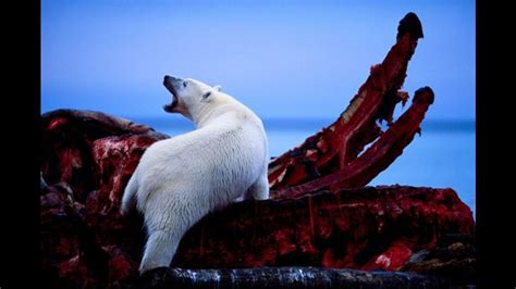 Polar Bear Feeding On Whale Ribs Photo Made By Joel Sartore Photo Ark