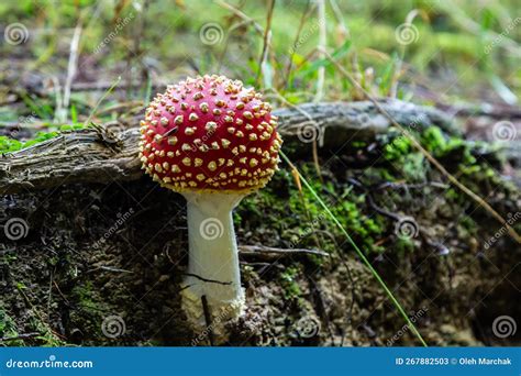 Close Up Of A Amanita Poisonous Mushroom In Nature Fly Amanita Amanita