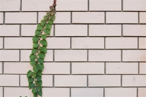 A Climbing Plant Clings Up A Brick Wall The Concept Of Love Of Life