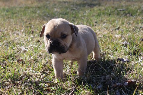 Exceptional quality puppies are available now! Old English Bulldog Puppies For Sale | Grand Blanc, MI #184245