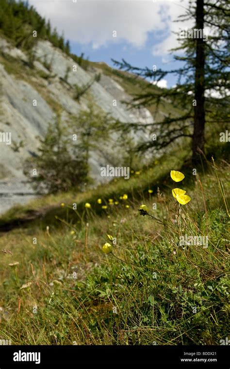 Beautiful Yellow Alpine Poppies High Resolution Stock Photography And