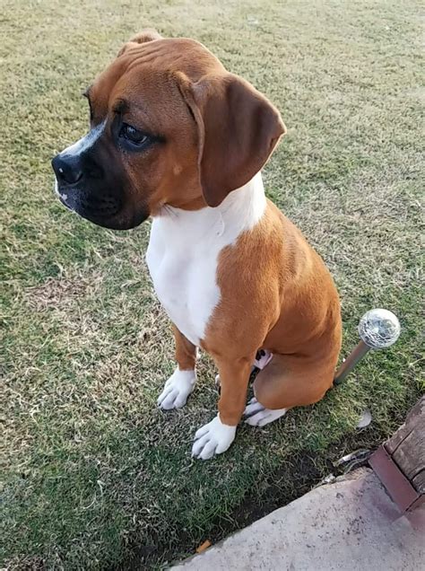 They are all fawn with white markings on face with white socks. Boxer Puppies For Sale | Mesa, AZ #317786 | Petzlover