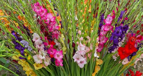 August Flower Lore Gladiolus And Poppy Farmers Almanac