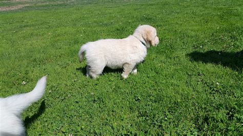 Maybe you would like to learn more about one of these? Puppies for Sale in Eugene, OR 97401 - Baby Golden Retrievers for Sale