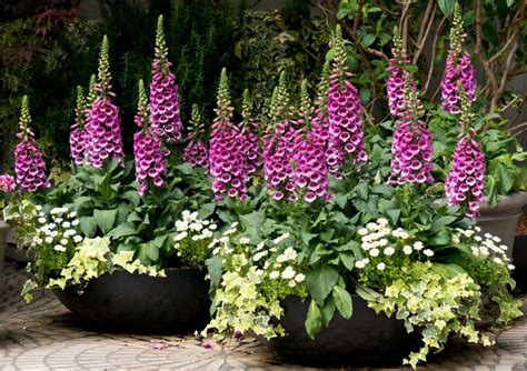 Tips When Growing Foxgloves In Containers Uk