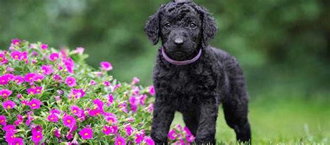 Curly Coated Retriever Origin History Personality And Care Needs