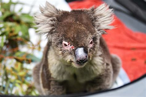 Koalas Could Be Listed As Endangered After Australia Fires Decimate