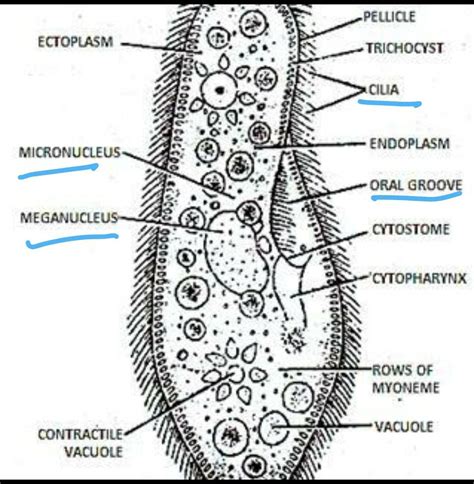 Draw Diagram Of Paramecium And Label The Following Parts Cilia Macronucleus Micronucleus Oral