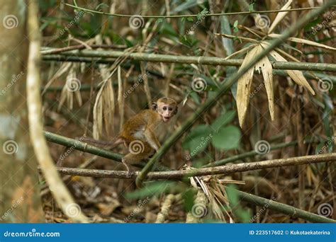 Monkey In The Jungle Natural Habitat Close Up Stock Photo Image Of