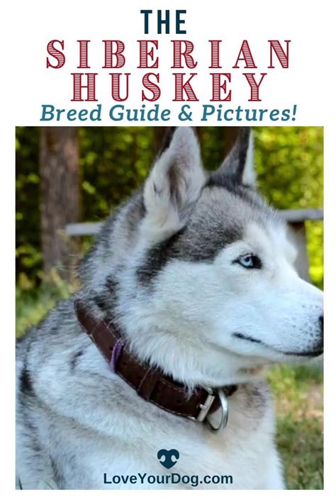 Siberian Husky Breed Information Facts Traits Pictures And More Video