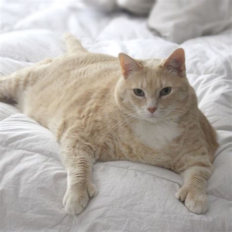 Iambronsoncat Fat Cat On Instagram Losing Weight