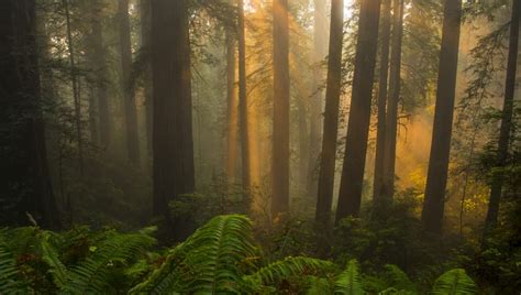 History Of Redwood National Park