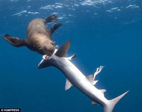 Revenge Of The Seals Marine Mammals Spotted Killing Sharks And Eating
