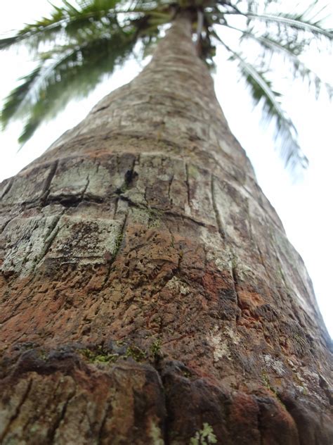 Free Images Nature Rock Branch Palm Tree Trunk Formation