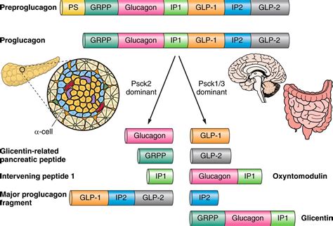 Physiology Of Proglucagon Peptides Role Of Glucagon And GLP In Health And Disease