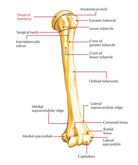 Head Of The Humerus Earth S Lab