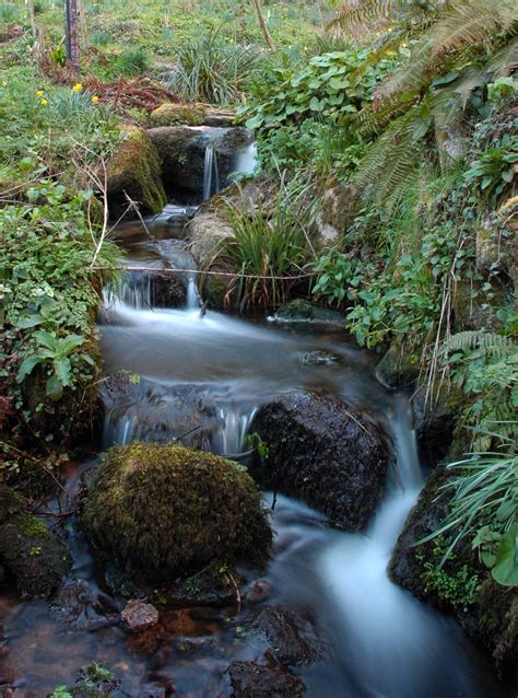 Stream In The Woods At St Loye Cornwall Guide Images