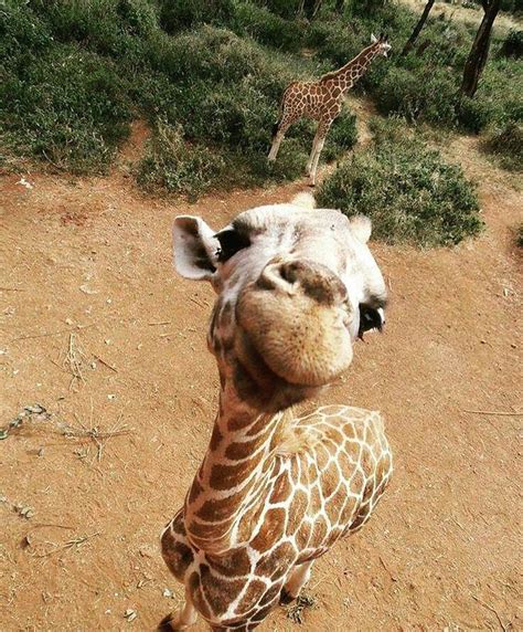 Has Anyone Ever Seen A Giraffes Head This Close To Them Before This