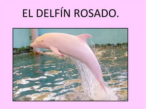 Delfín Rosado Ppt