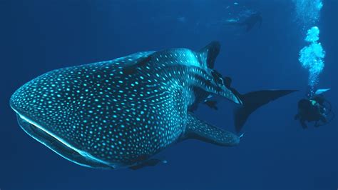 Wallpaper Divers Coral Reef Stingray Whale Shark 1920x1080 Px