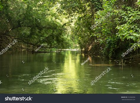 Peaceful Scenery Of Green Trees Along The Riverside For Nature