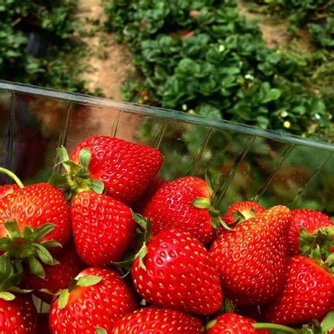 Hand-picked fresh Strawberries -Beerenberg Farm at Hahndorfin,South ...