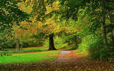 Nature Landscape Leaves Park Trees Path Fall Shrubs Grass Wallpapers Hd Desktop And
