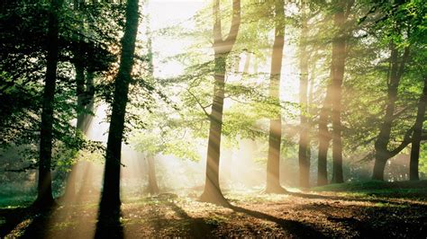 Forest Morning Light Wallpapers Wallpaper Cave