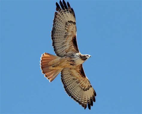 Texas Hawks And How To Tell Them Apart Birdinglocations