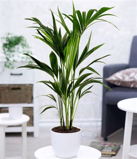 Kentia Palme1 Pflanze Von Mein Schöner Garten Ansehen