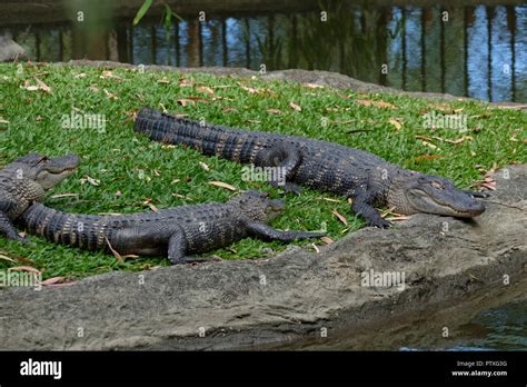 American Alligators At Australia Zoo Stock Photo Alamy