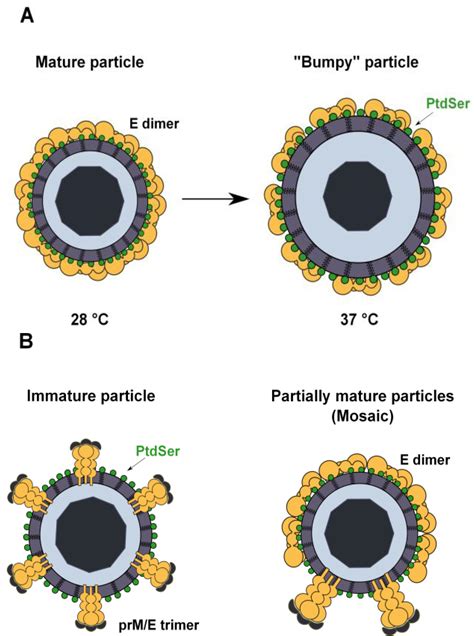 Viruses Free Full Text Flavivirus Entry Receptors An Update