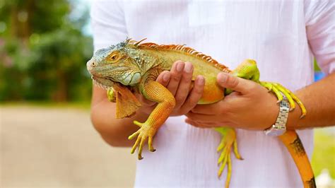 Iguanas As Pets Pros And Cons A Guide To Help You Decide