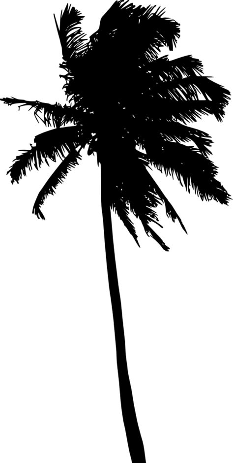 Arecaceae tree, palm tree png. 20 Palm Tree Silhouette (PNG Transparent) Vol. 2 | OnlyGFX.com