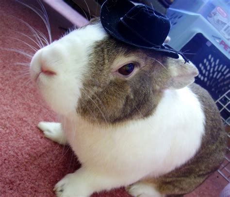 Cuteness Overload Bunnies With Hats Gallery 20 Photos