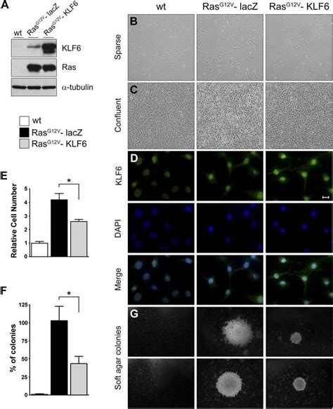 Effect Of KLF On Rastransformed NIH T Fibroblast Phenotype Download Scientific Diagram