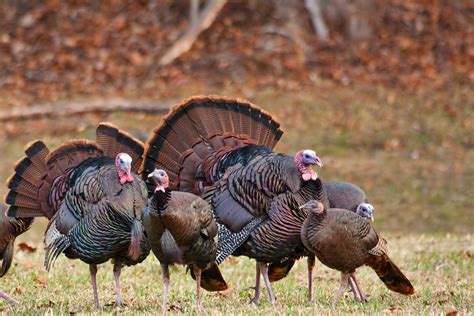 Turkeys Are Much More Than The Main Attraction At Thanksgiving The