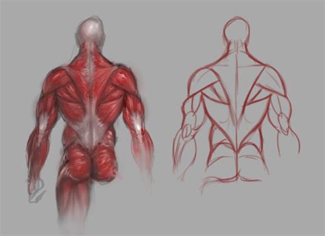 Back Muscles Study By Guillermoramirez On Deviantart Anatomy Art