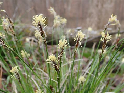 Oak Sedge Carex Albicans Caalb