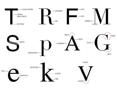 Anatomy Of Typography Anatomy Of Typography Type Anatomy Typeface