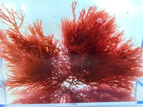Buy Ogo Macro algae | Get Ogo Saltwater Plants | Macro Algae for Sale