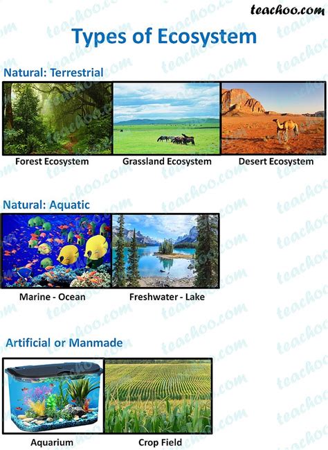 Ecosystem Definition Structure And Function Types Teachoo