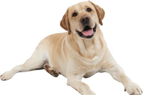Dog Tired Transparent Png Png Play