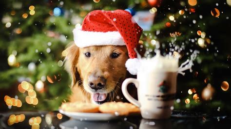 Free Download Christmas Dogs Wallpapers High Quality Download