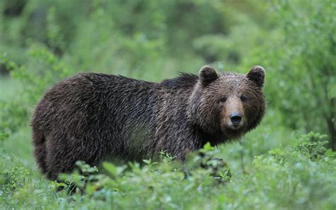Learn About Brown Bears And Their Behaviour Kočevsko