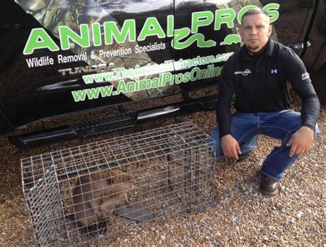 indianapolis beaver removal and beaver trapping service