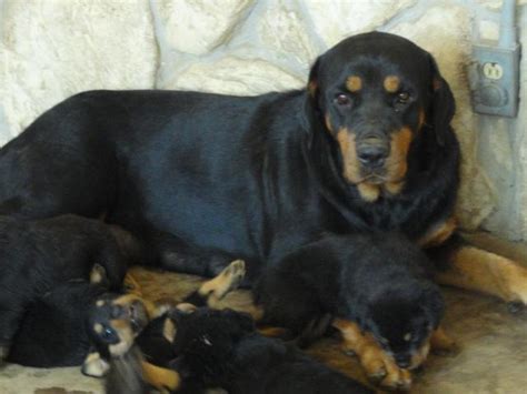 Please make all phone calls after 6 pm est, thank you AKC German Rottweiler Puppies for Sale in Kemp, Texas ...